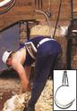 Bending over a sheep being sheared is an adult male, seen under his torso is the U-shaped padded belt thatâ€™s affixed to a C-shaped frame with the spring-loaded cables attached at the top.