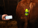 MooCall Calving-Alert Sensor