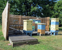 3-sided board-fence enclosure with a deck in it and behives on the deck and other raised pedestals.
