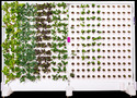 A white Harvest-Wall Vertical Growing System with leafy greens growing out of it.