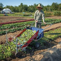 Man in straw garden hat pushing a wheeled baby-leaf greens harvester in a large garden.